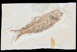 Fossil Fish (Knightia) With Copro- Wyoming #109990-1